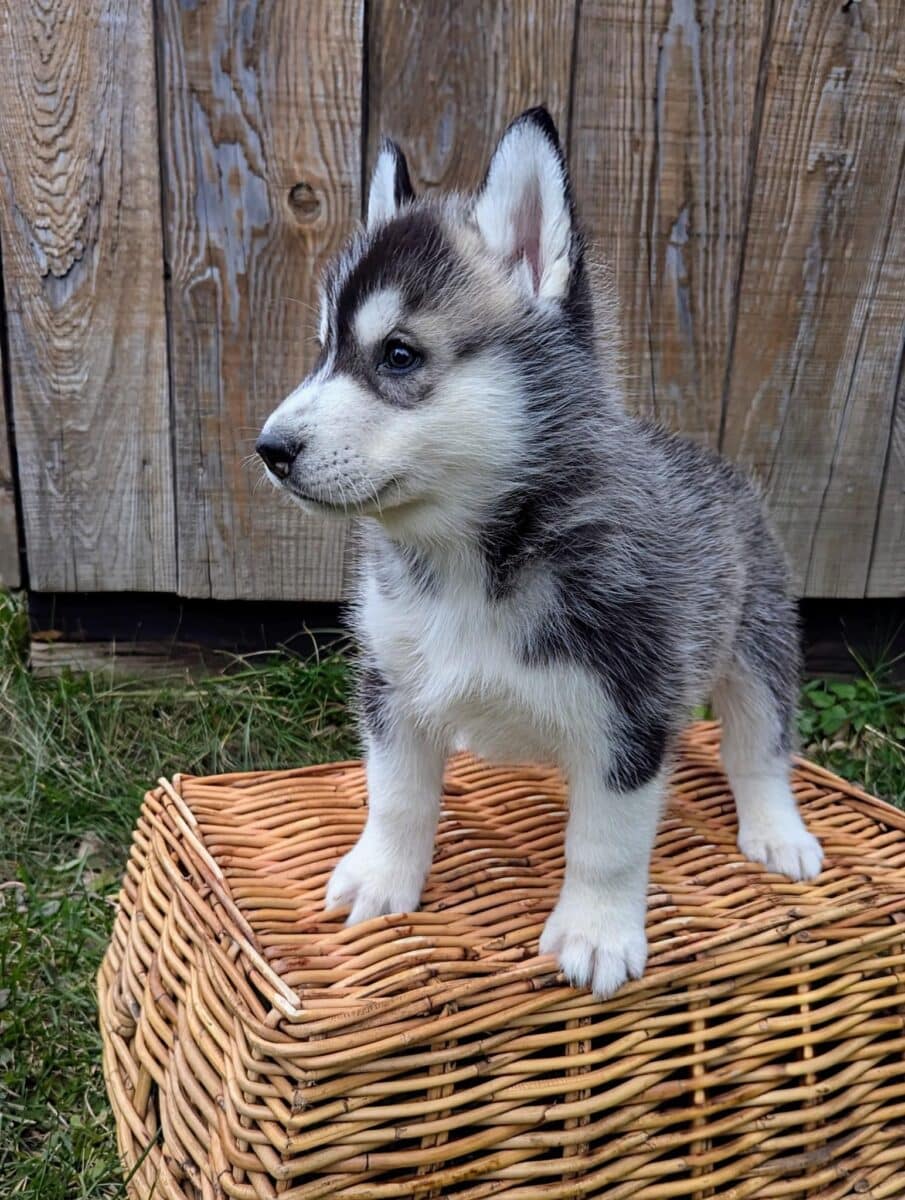 Husky Sibérien pour Noël