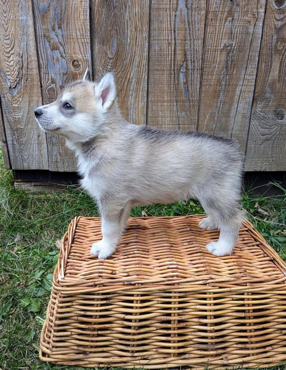 Husky Sibérien pour Noël