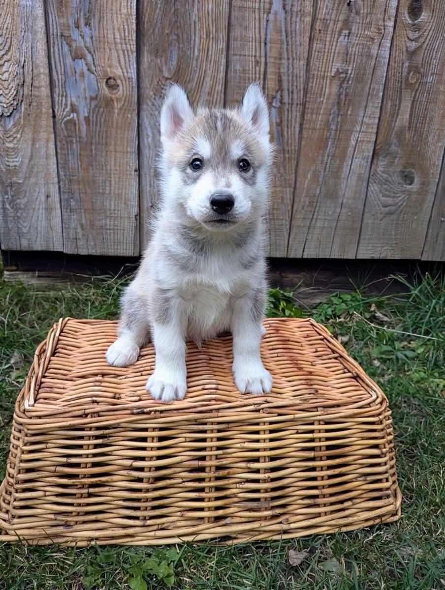 Husky Sibérien pour Noël