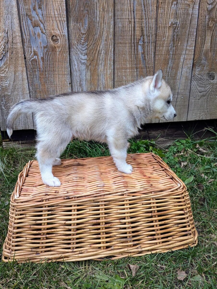 Husky Sibérien pour Noël