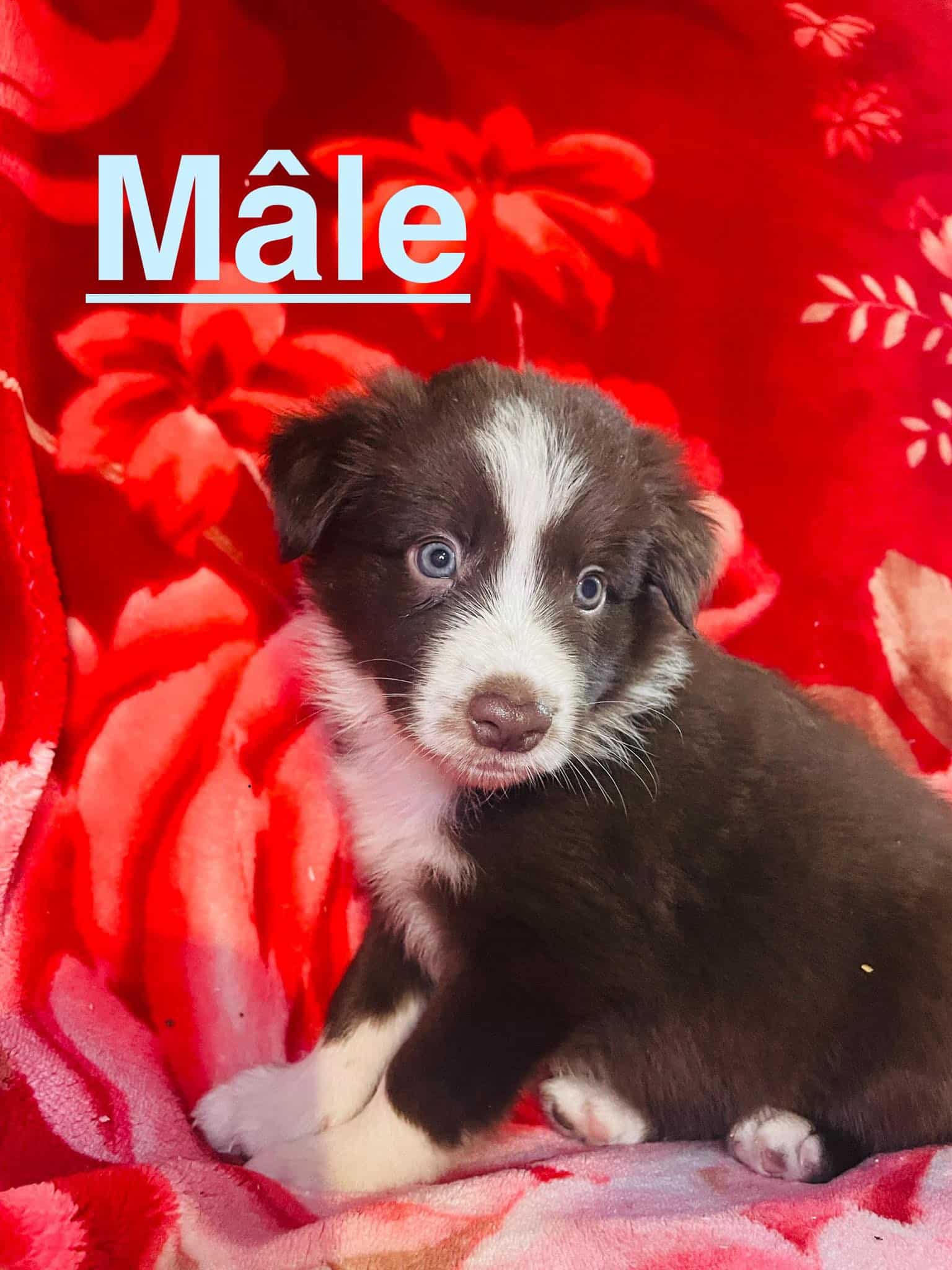 Border Collie