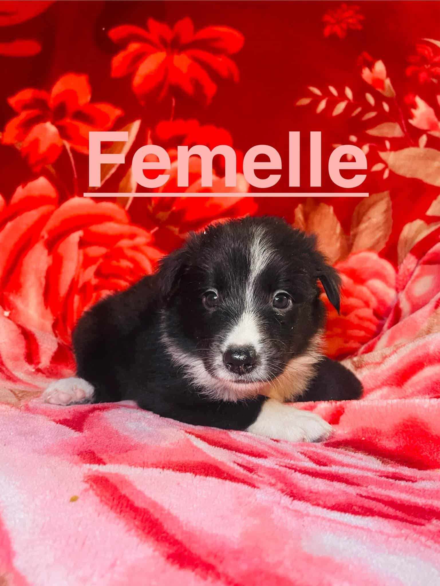 Border Collie