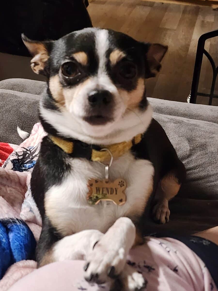 Chihuahua 9ans femelle