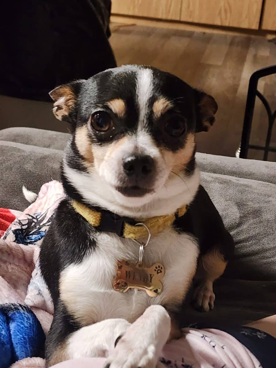 Chihuahua 9ans femelle