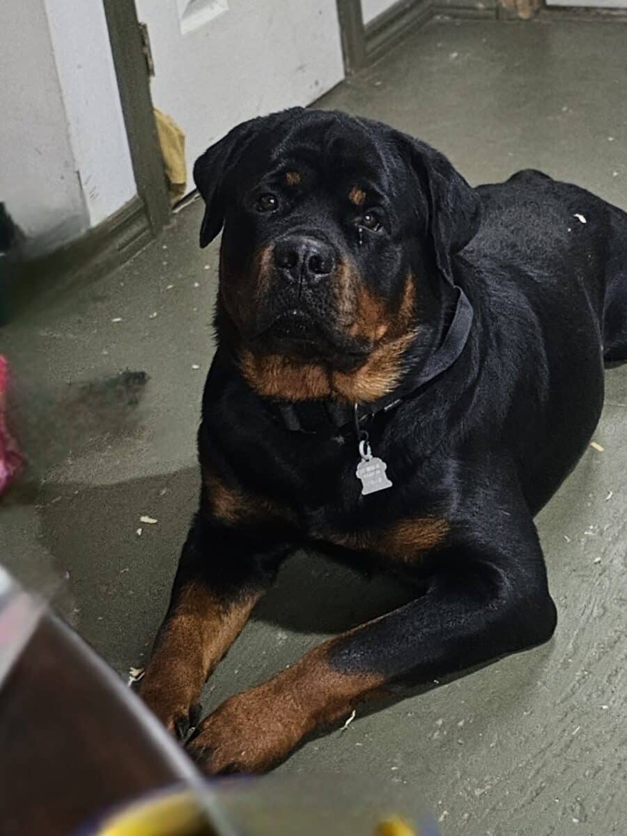 Chiot rottweiler( mâle)