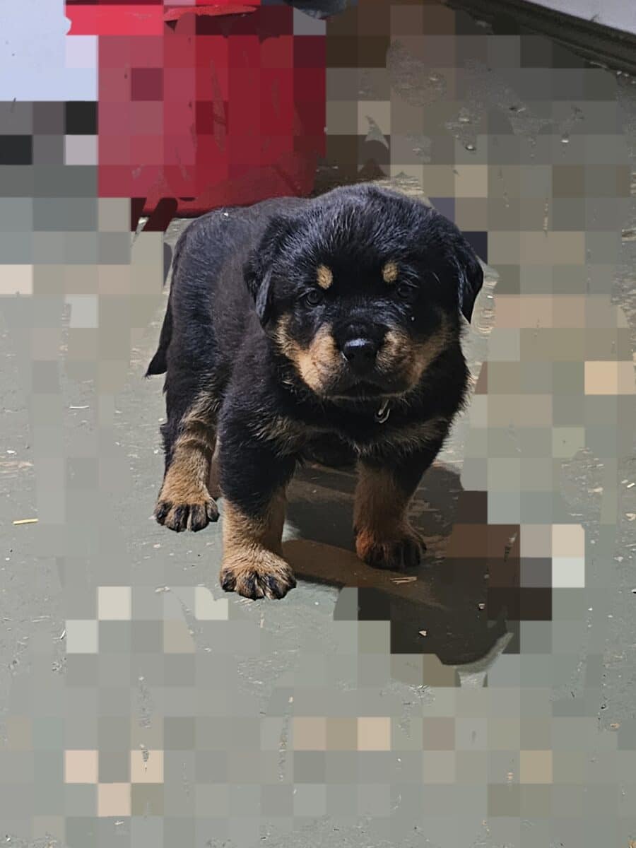 Chiot rottweiler( mâle)