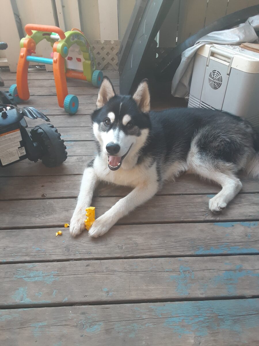 Husky siberien