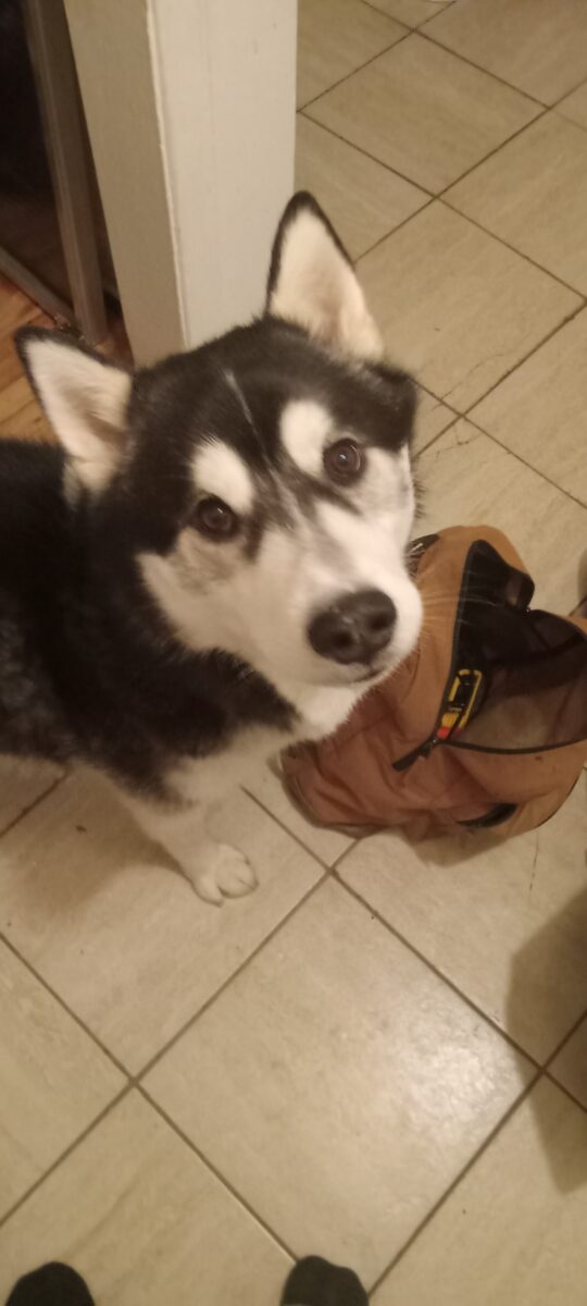 Husky siberien