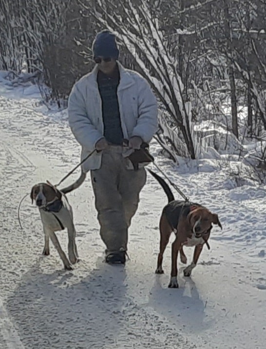 Chien pour chasse au coyote