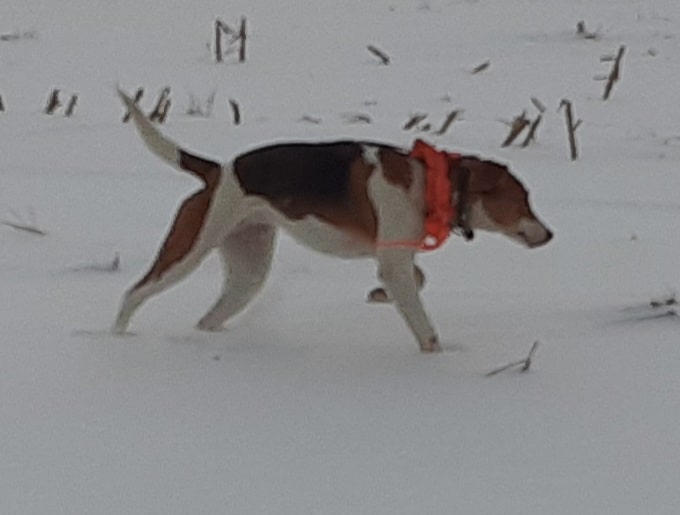 Chien pour chasse au coyote