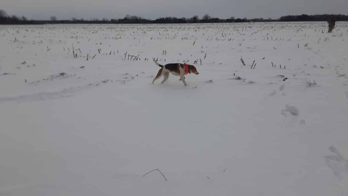 Chien pour chasse au coyote