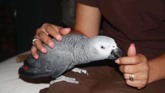 Jeune perroquet gris du Gabon