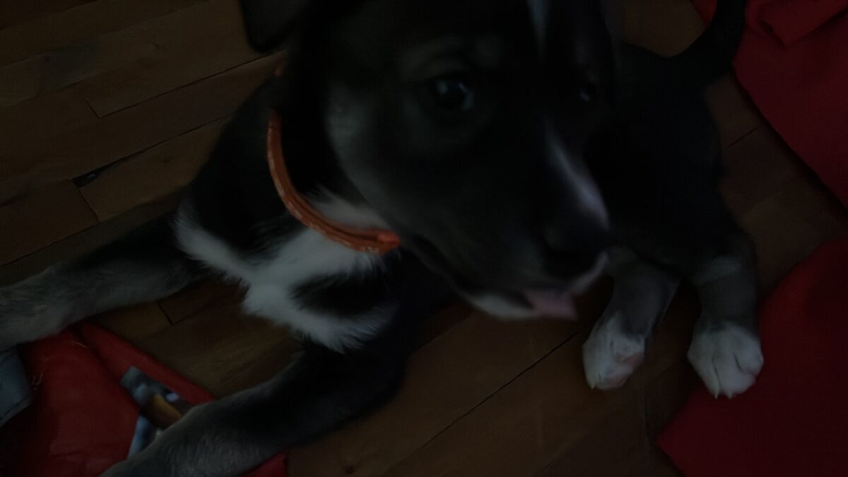 Chiots. Croisées husky ,labrador et berger allemand