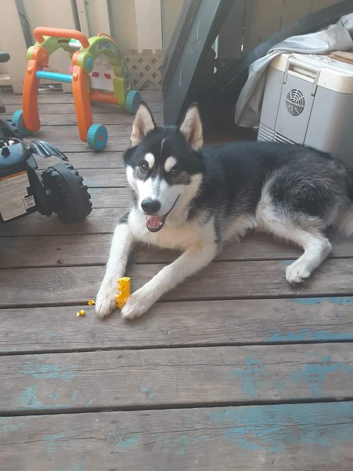 Husky siberien