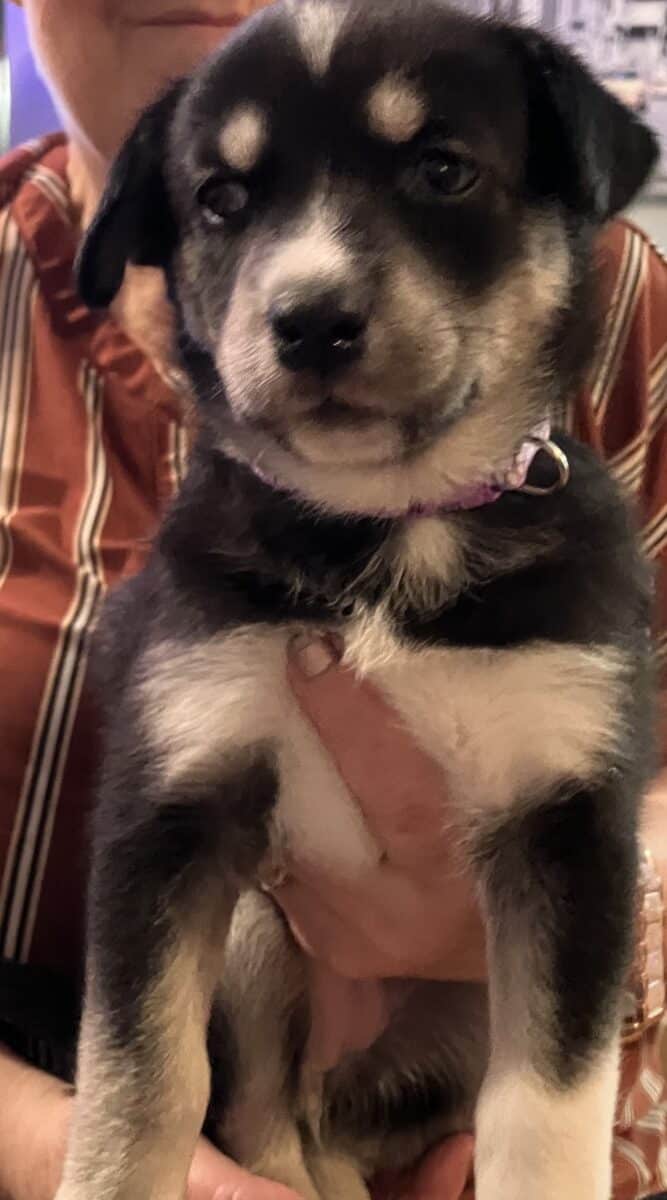 Chiots. Croisées husky ,labrador et berger allemand