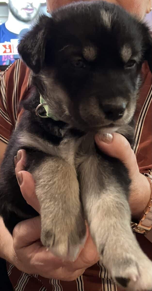 Chiots. Croisées husky ,labrador et berger allemand