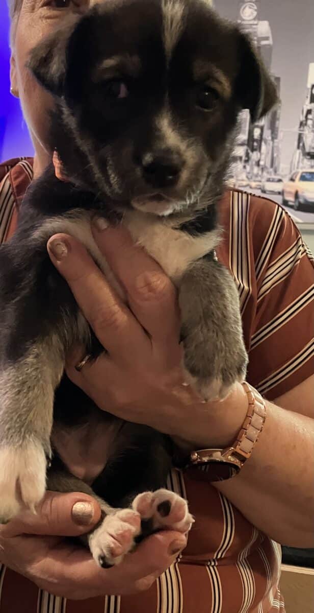 Chiots. Croisées husky ,labrador et berger allemand