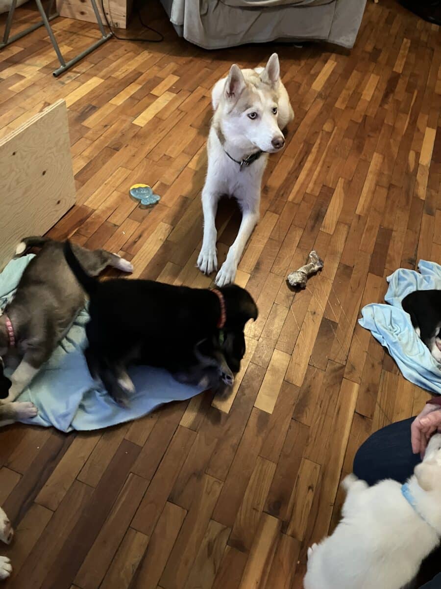 Chiots. Croisées husky ,labrador et berger allemand