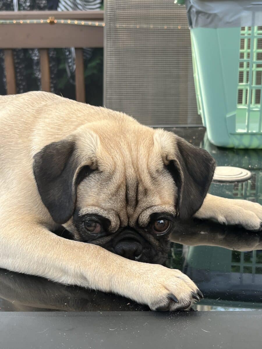 Pug (Carlin)