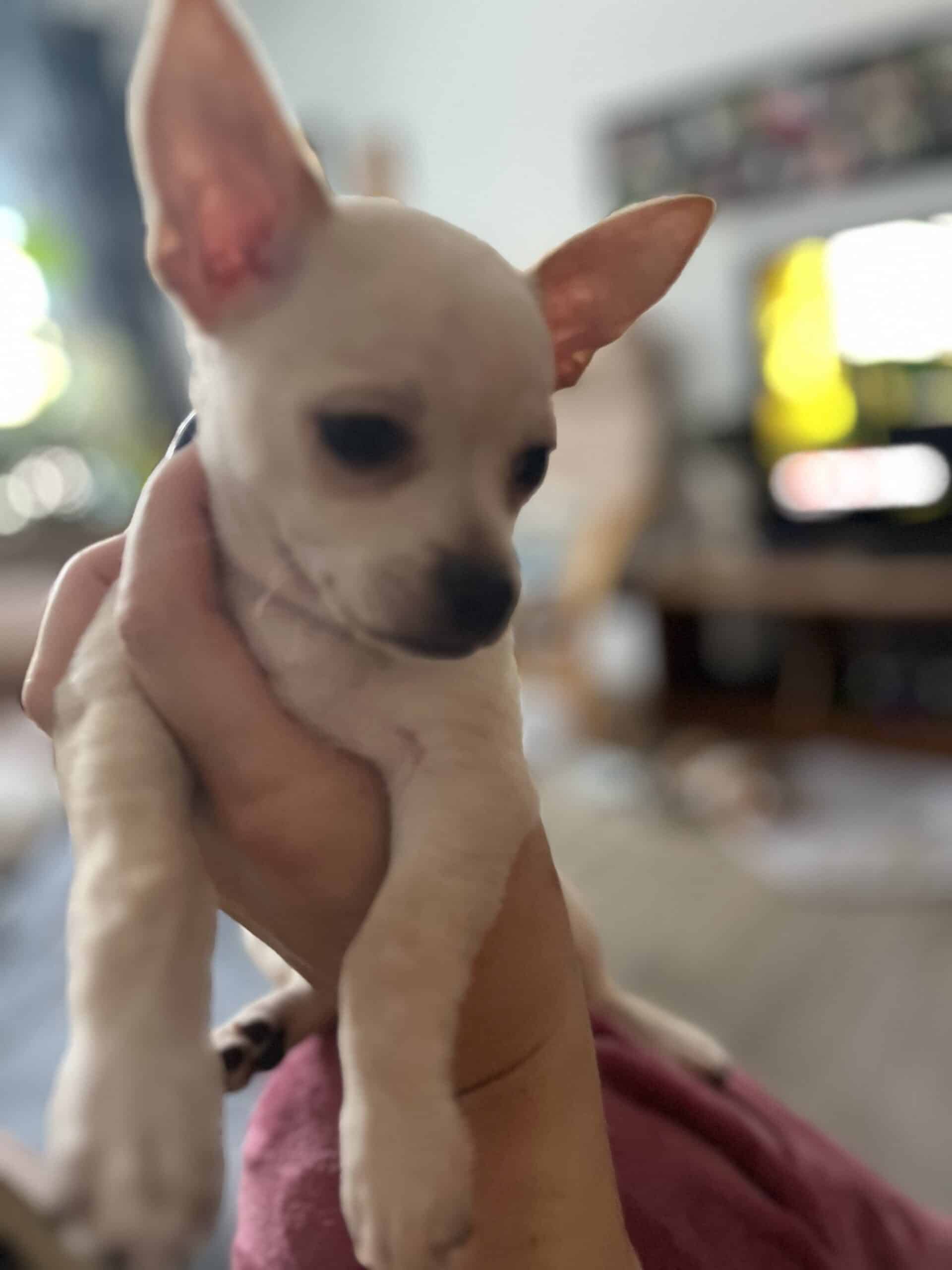 Chiwawa de 8 semaines