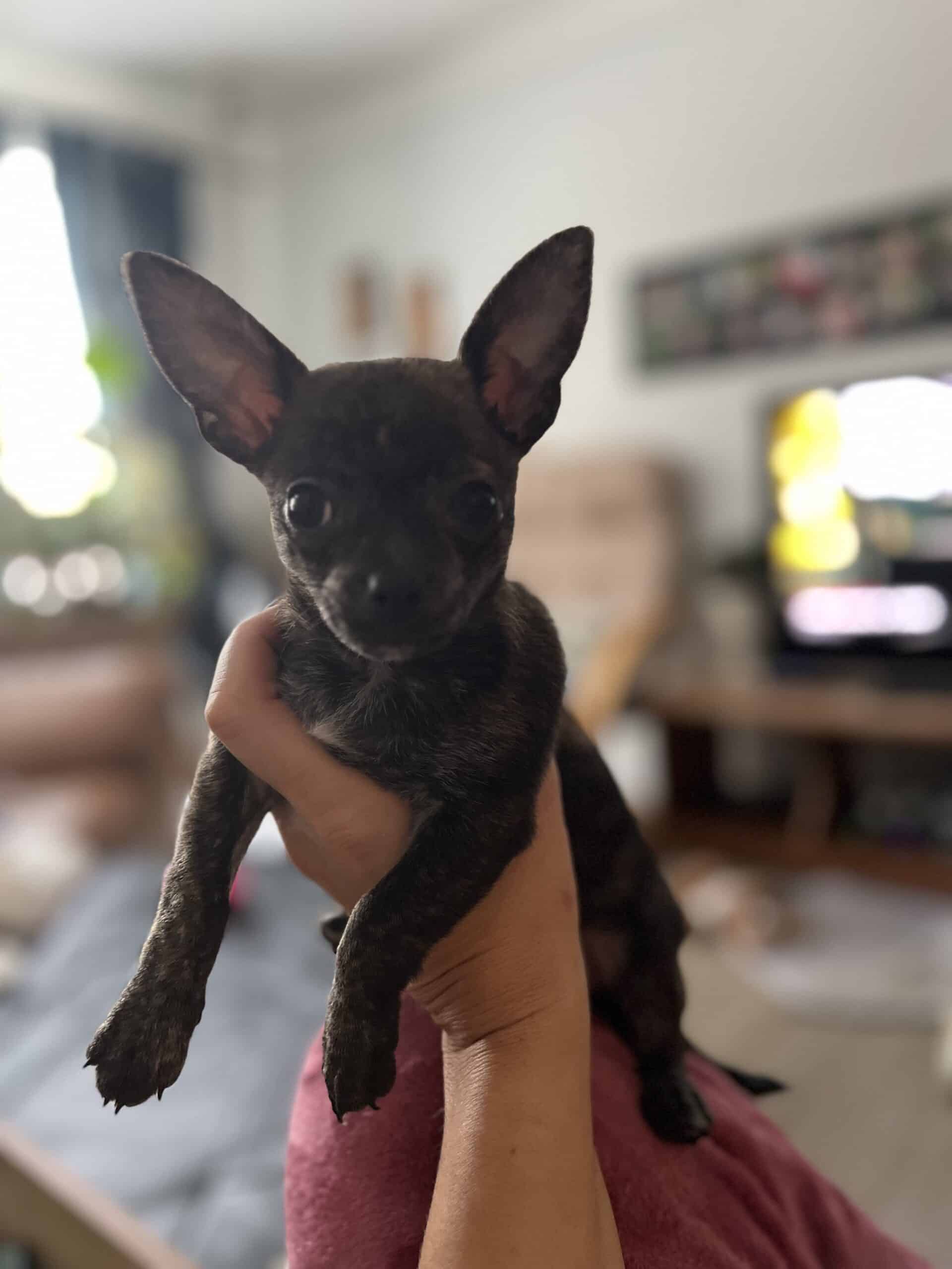 Chiwawa de 8 semaines