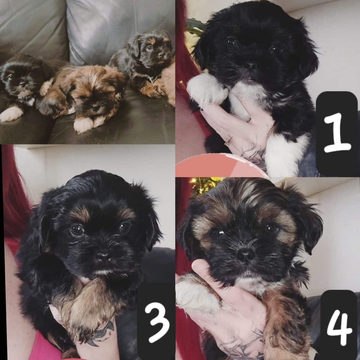 3 shih tzu dispo maintenant