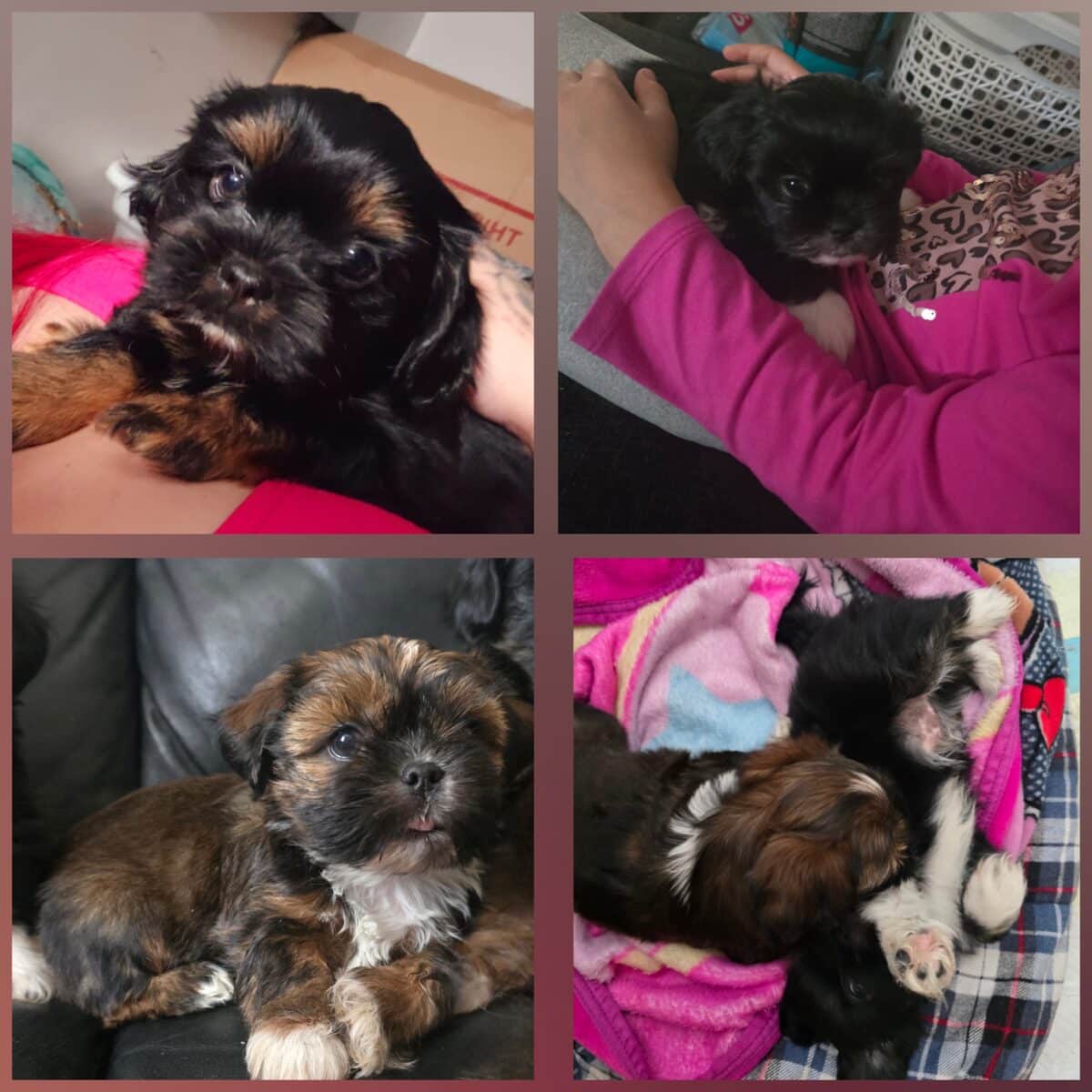 3 shih tzu dispo maintenant