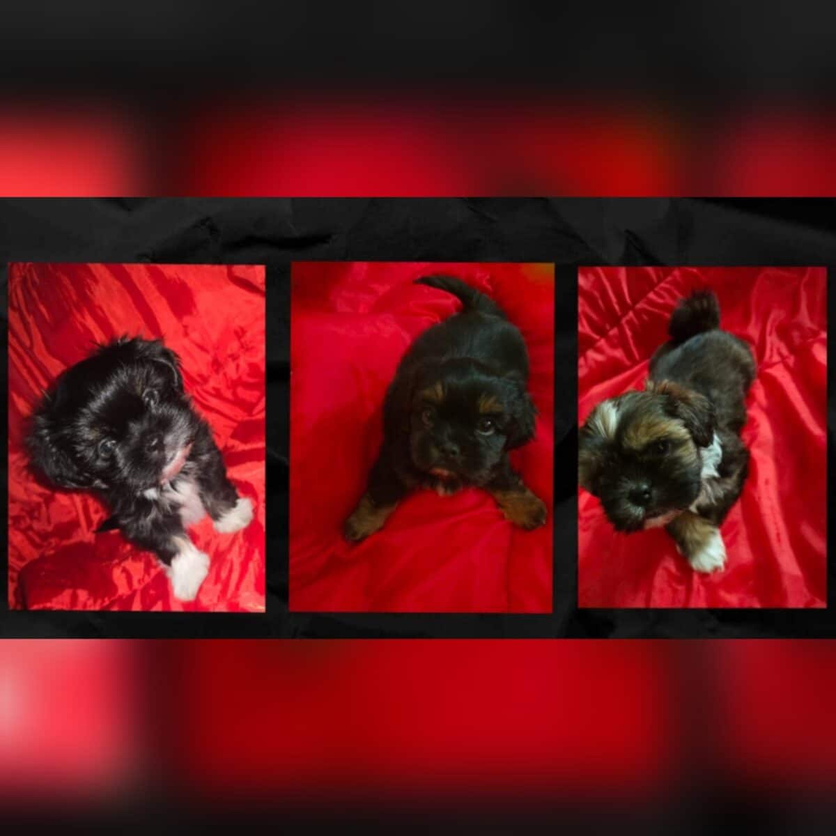 3 shih tzu dispo maintenant