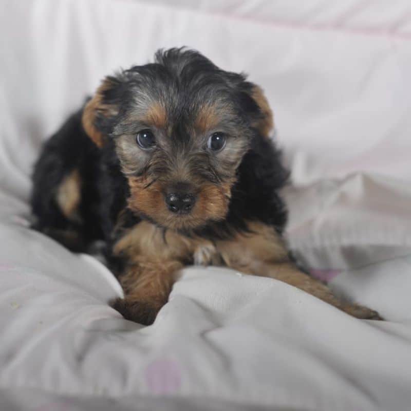 chiot Yorkshire Terrier disponible