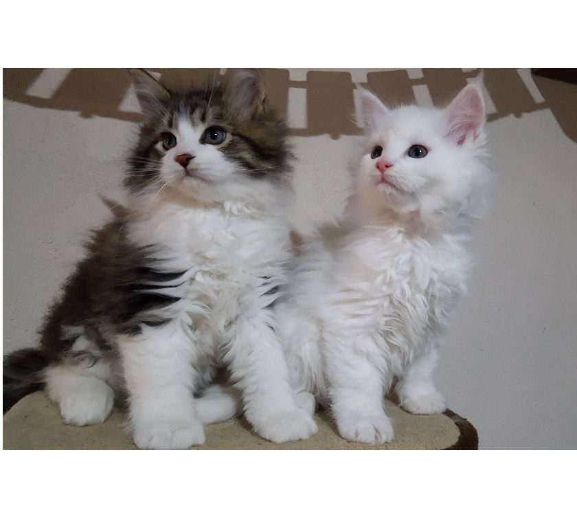 chatons-Maine-Coon-femelle-et-un-male