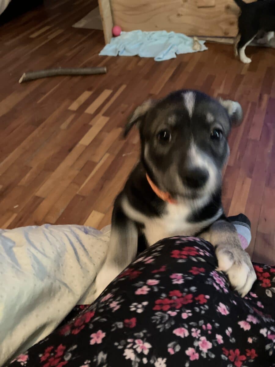 Chiots croisés husky ( labrador et berger allemand)