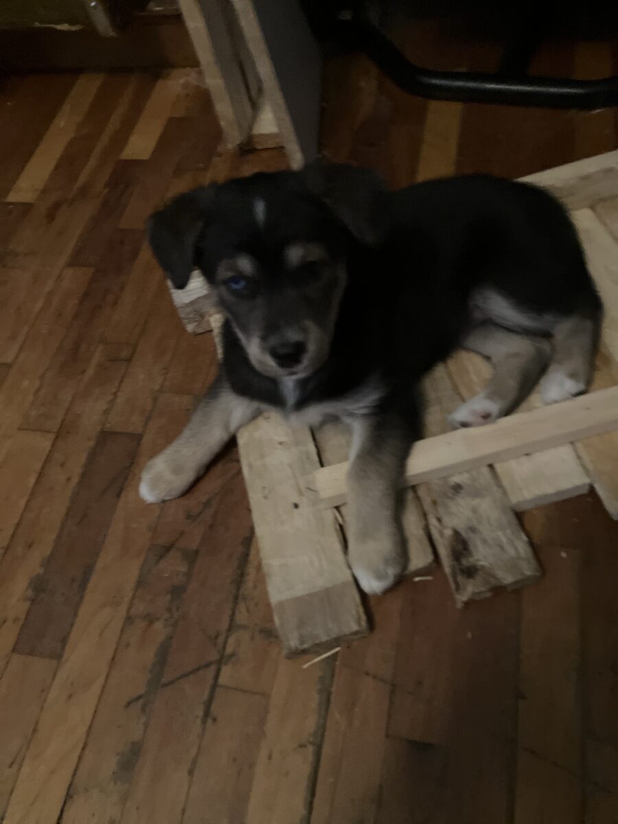 Chiots croisés husky ( labrador et berger allemand)