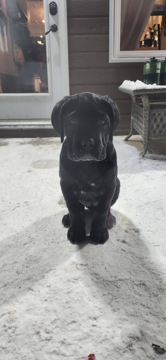 CANE CORSO