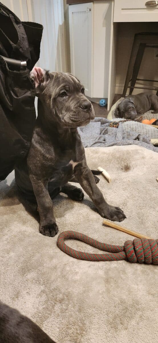 CANE CORSO