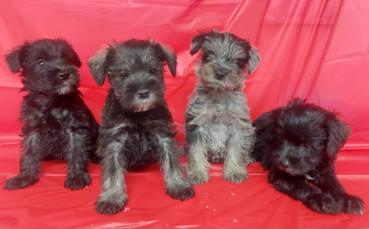 Bébés schnauser