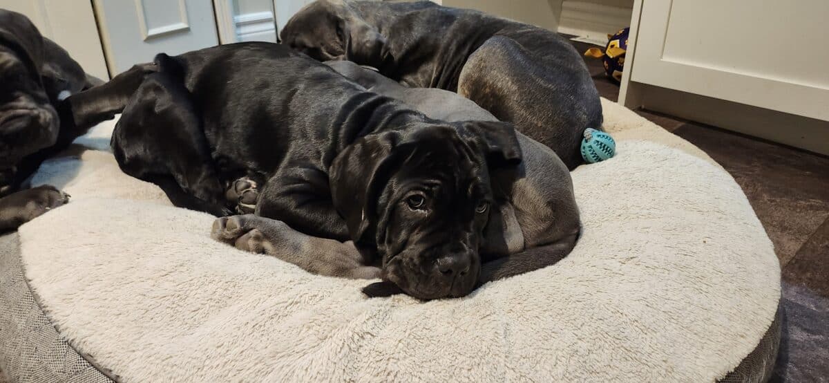 CANE CORSO