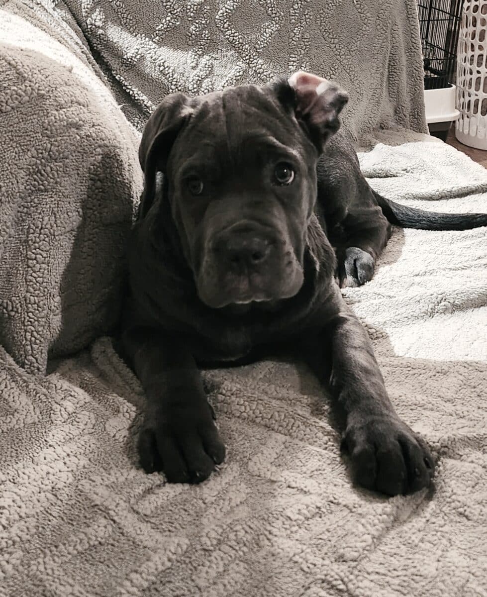 CANE CORSO