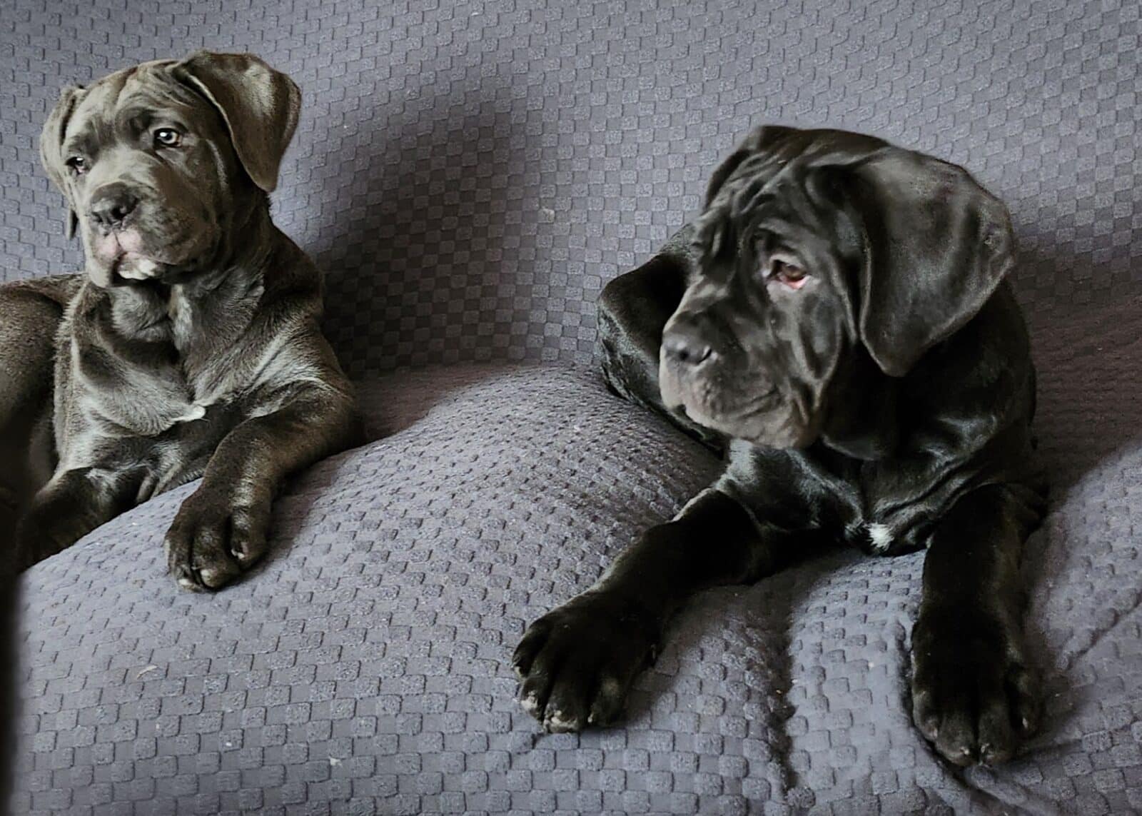 CANE CORSO