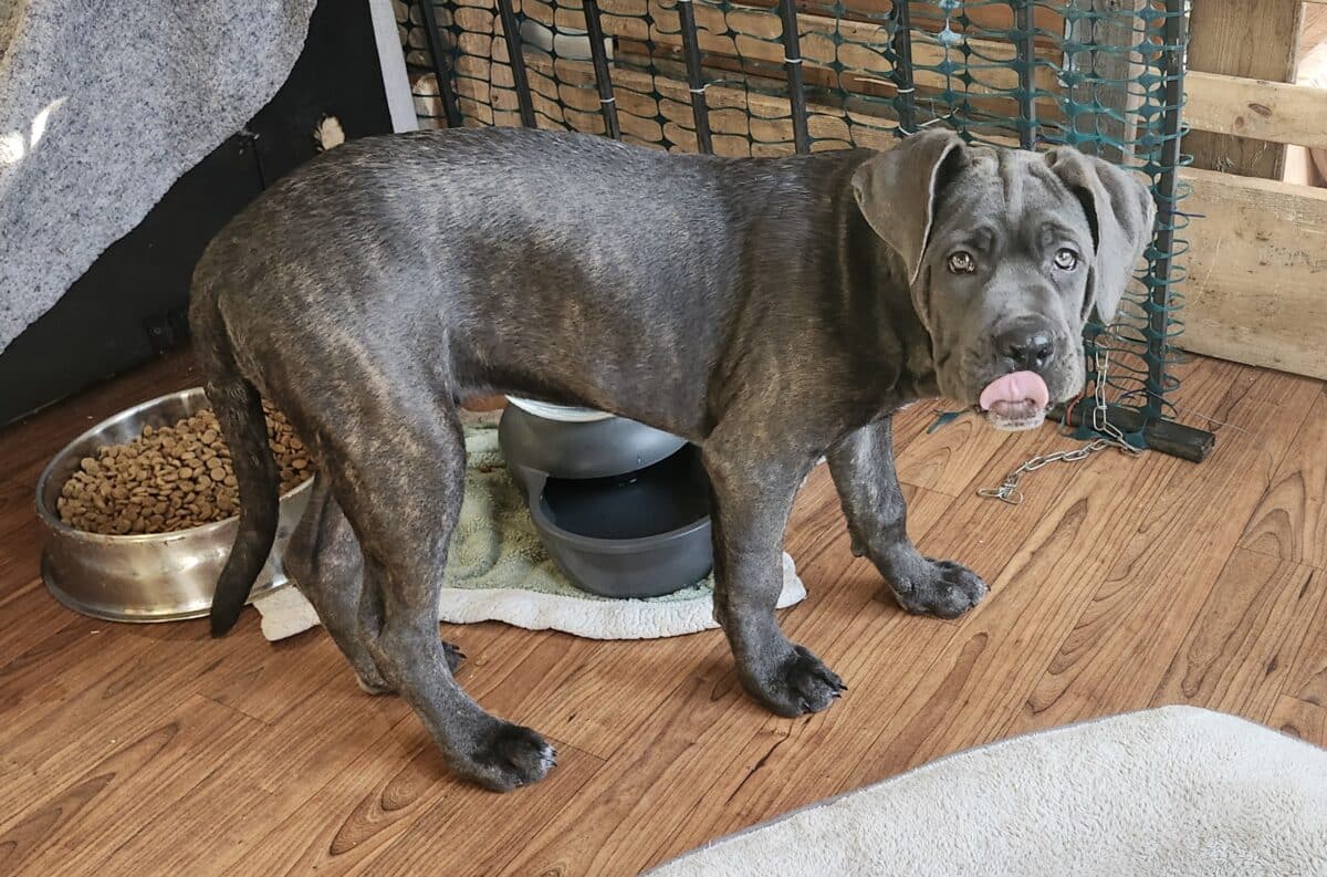 CANE CORSO