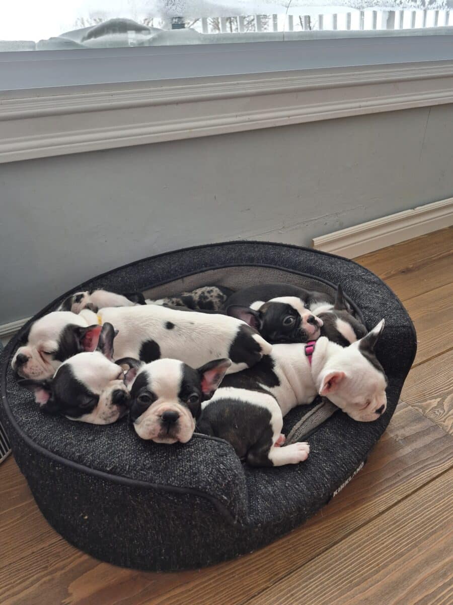 Chiots frenchton