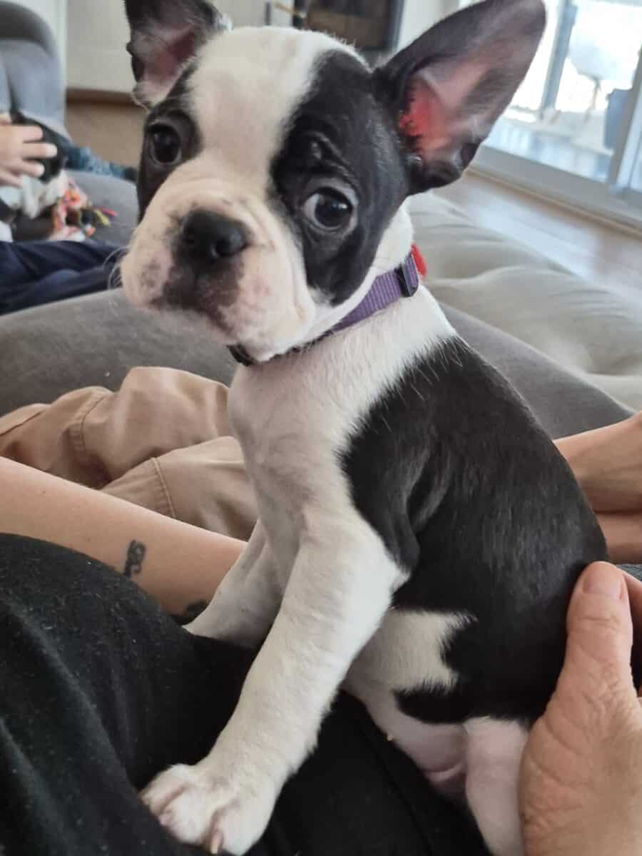 Chiots frenchton