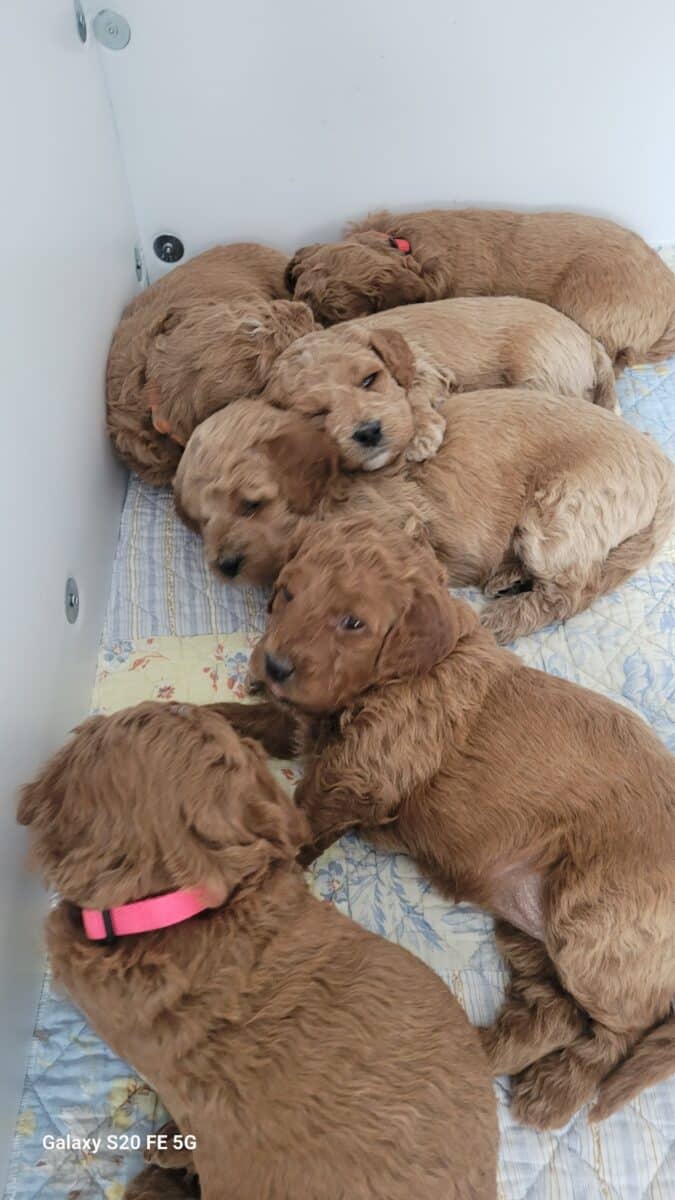 Goldendoodle, moyen, Golden-Doodle, chiots