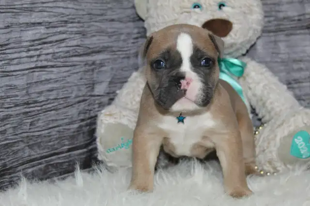 Old english bulldog / bouledogue anglais