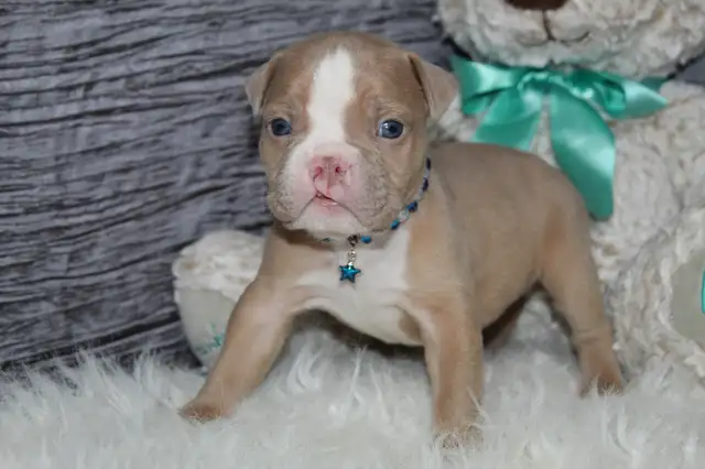 Old english bulldog / bouledogue anglais