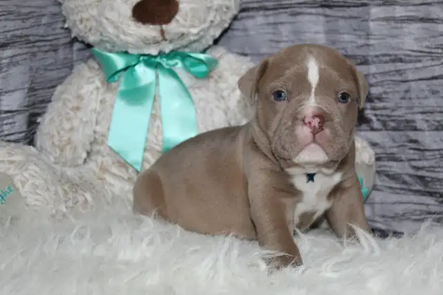 Old english bulldog / bouledogue anglais