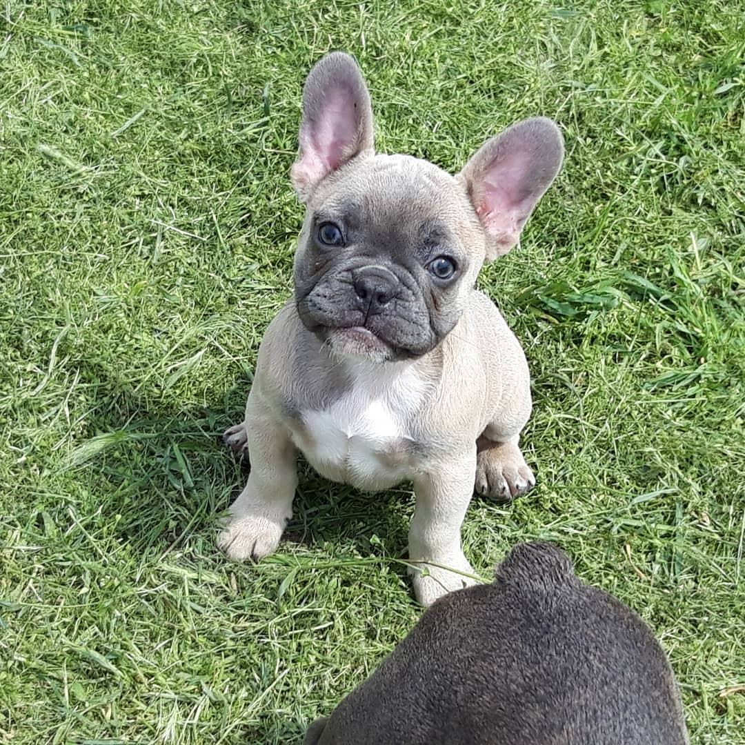 Adorables chiots bouledogue français.