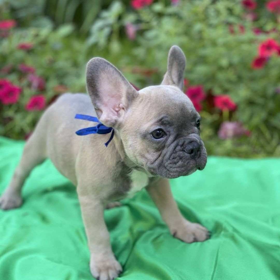 Adorables chiots bouledogue français.