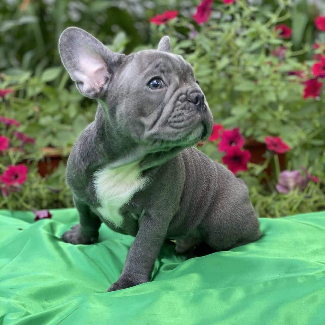 Adorables chiots bouledogue français.