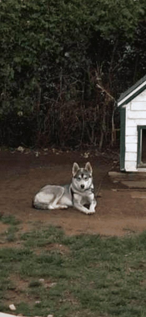 Chien husky