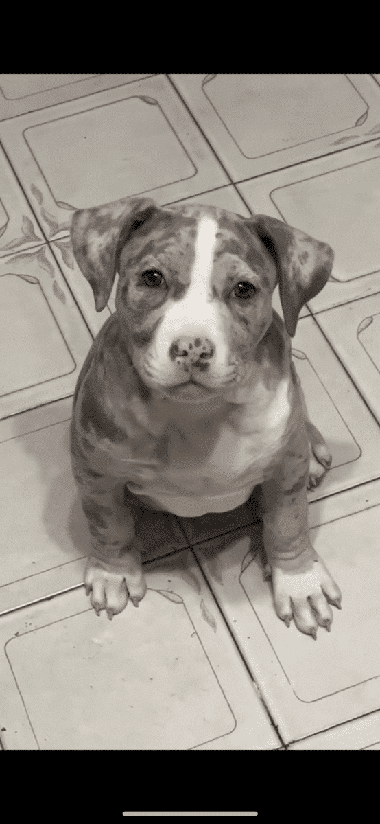 American bully à vendre